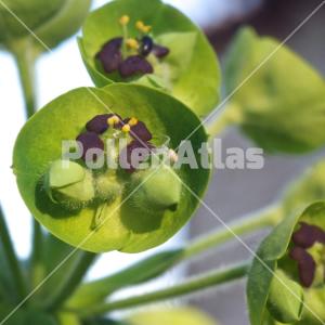 Euphorbia characias