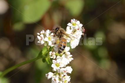Fagopyrum esculentum