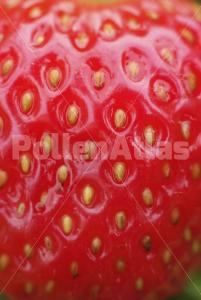Fragaria vesca