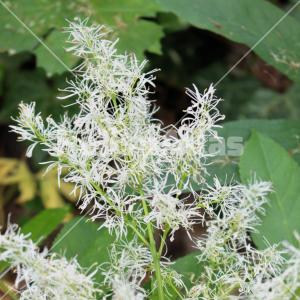 Fraxinus ornus