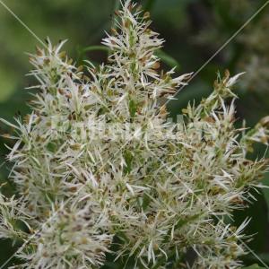 Fraxinus ornus