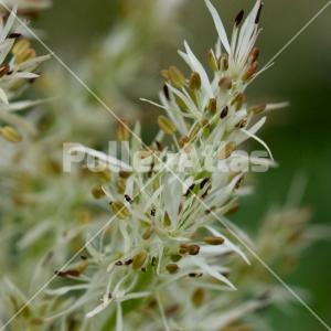 Fraxinus ornus