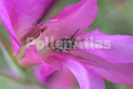 Gladiolus italicus