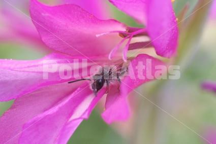Gladiolus italicus