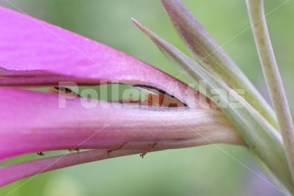 Gladiolus italicus