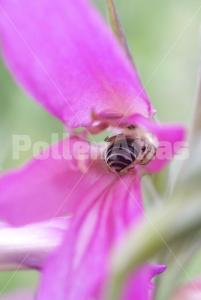 Gladiolus italicus
