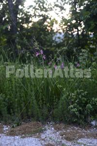 Gladiolus italicus