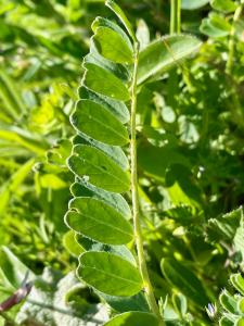 Leafs