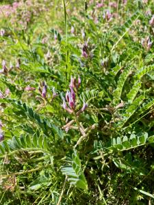 Entire plant