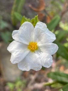 Cistus monspeliensis flower