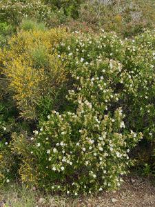 Cistus monspeliensis whole plant