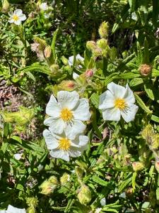 Cistus monspeliensis flowers