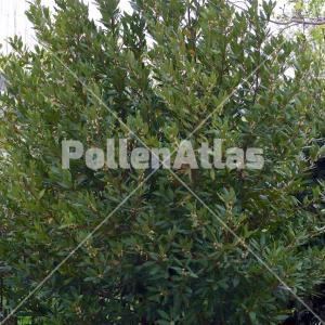 Laurus nobilis 2