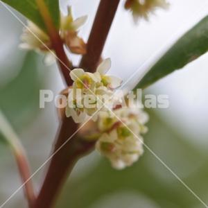 Laurus nobilis 3