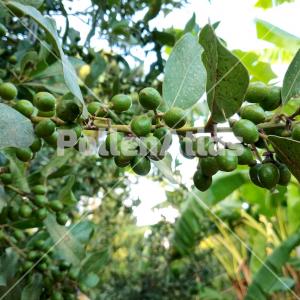 Laurus nobilis 6