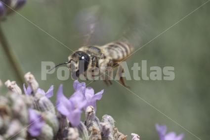 Lavandula angustifolia