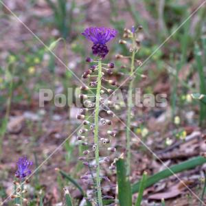 Leopoldia comosa