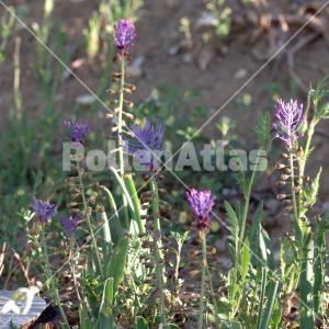 Leopoldia comosa