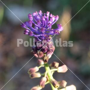 Leopoldia comosa
