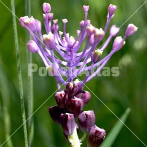Leopoldia comosa