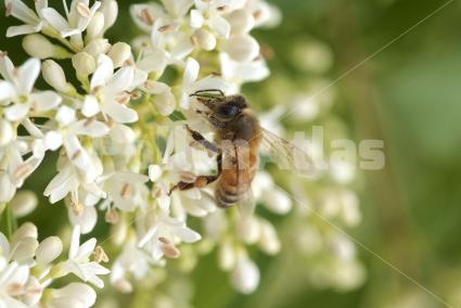 Ligustrum vulgare