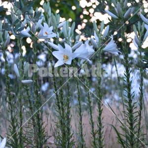Lilium candidum