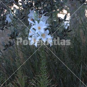 Lilium candidum