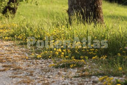 Lotus corniculatus