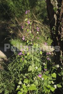 Lunaria annua