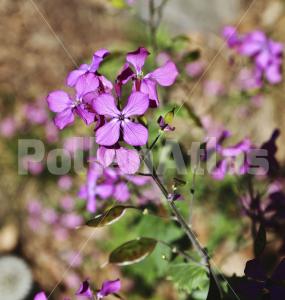 Lunaria annua
