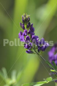 Medicago sativa