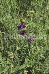 Medicago sativa