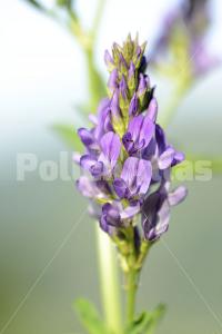 Medicago sativa