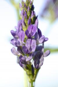 Medicago sativa