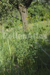 Medicago sativa