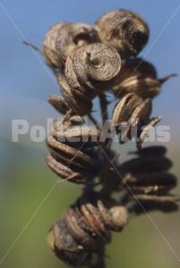 Medicago sativa