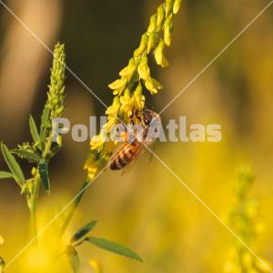 Melilotus altissimus