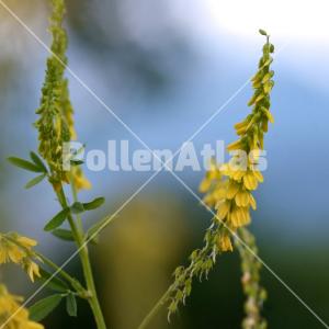Melilotus altissimus