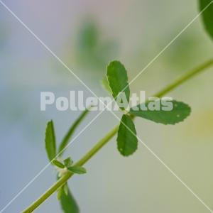 Melilotus altissimus
