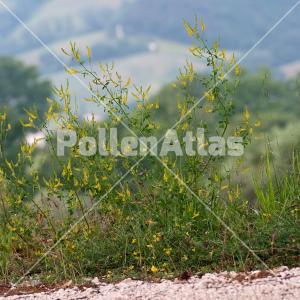 Melilotus altissimus