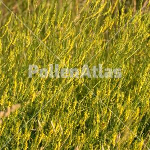 Melilotus altissimus