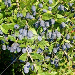 Myrtus communis