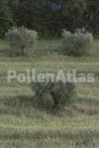 Olea europaea
