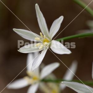 Ornithogalum narbonense