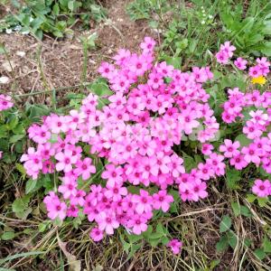 Oxalis articulata 2