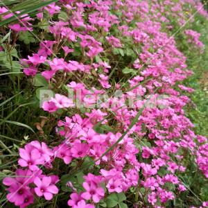 Oxalis articulata 3