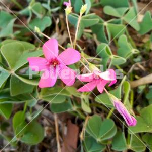 Oxalis articulata 5