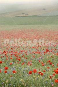 Papaver rhoeas