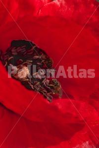 Papaver rhoeas