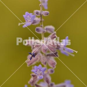 Perovskia atriplicifolia 4